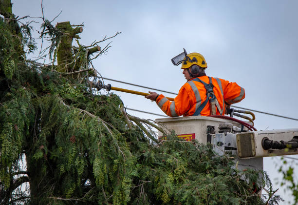 Best Tree Preservation Services  in Plummer, ID