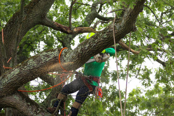 Best Tree Mulching  in Plummer, ID