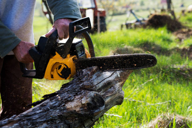 Best Tree Removal  in Plummer, ID